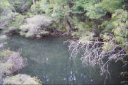 Scenic Australia photos. Small stream and forest.