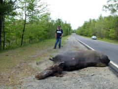 Ambi and some road kill on Route 11 north of Millinocket Maine