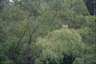 Photo of trees in Karri forest in Pemberton Western Australia.