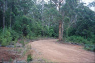 Red dirt road in the karri forest of Pemberton Western Australia.