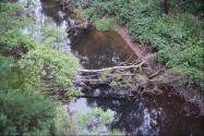 Pic of brook in woods in Western Australia.