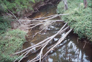 Brook from the train tour in Karri Forest. Photo